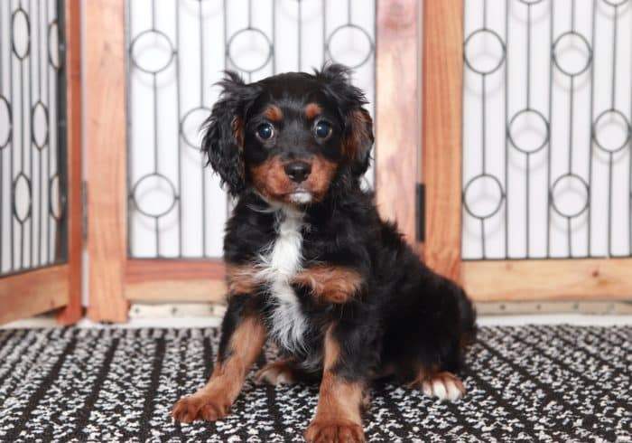 Carl- Loving Little Tri-Colored Male Cavapoo Puppy - Image 4