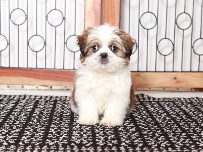 Cash - Elegant ACA Shih Tzu Puppy for Sale in Florida