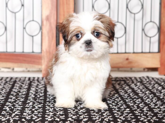 Cash - Elegant ACA Shih Tzu Puppy for Sale in Florida - Image 3