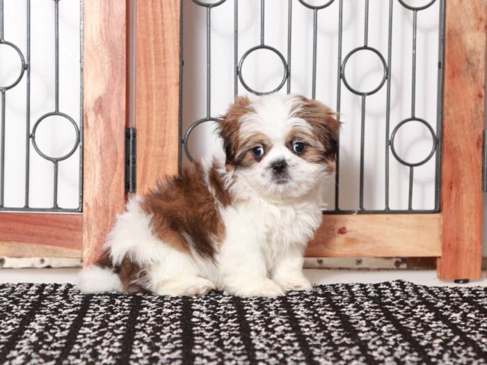 Cash - Elegant ACA Shih Tzu Puppy for Sale in Florida - Image 4