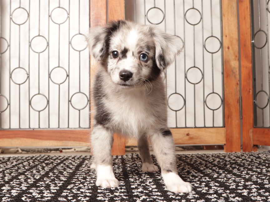 Cashew - Loving Merle Male Toy Aussie Poo Puppy