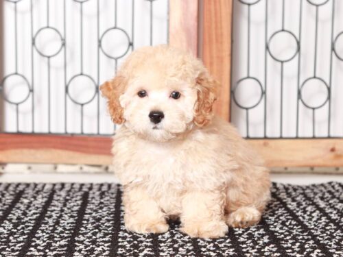 Toy poodle cross 2025 bichon frise for sale