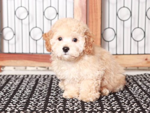 Bichon toy poodle puppies for outlet sale