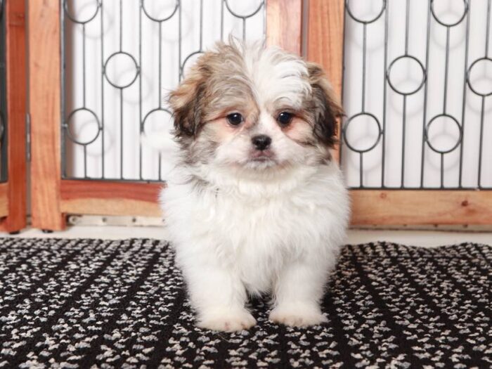 Cinnamon -Beautiful female Teddy Bear Puppy