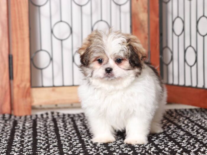 Cinnamon -Beautiful female Teddy Bear Puppy - Image 3