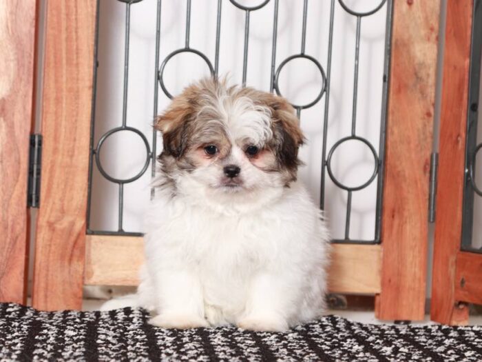 Cinnamon -Beautiful female Teddy Bear Puppy - Image 4