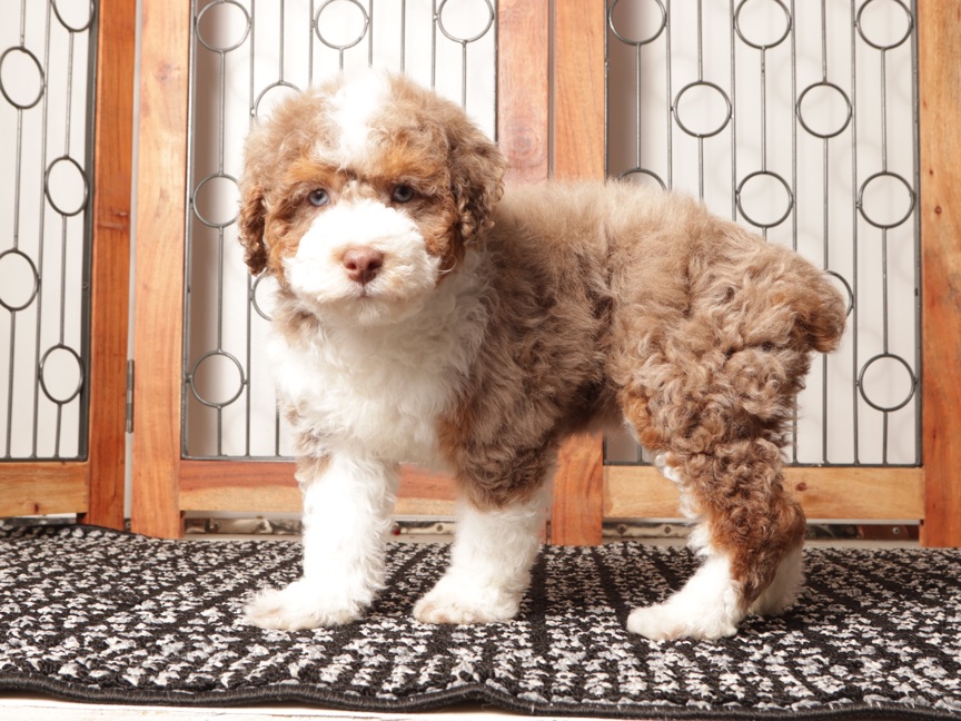 Claire - Red Merle Female Mini Aussie Poo Pupppy - Image 2