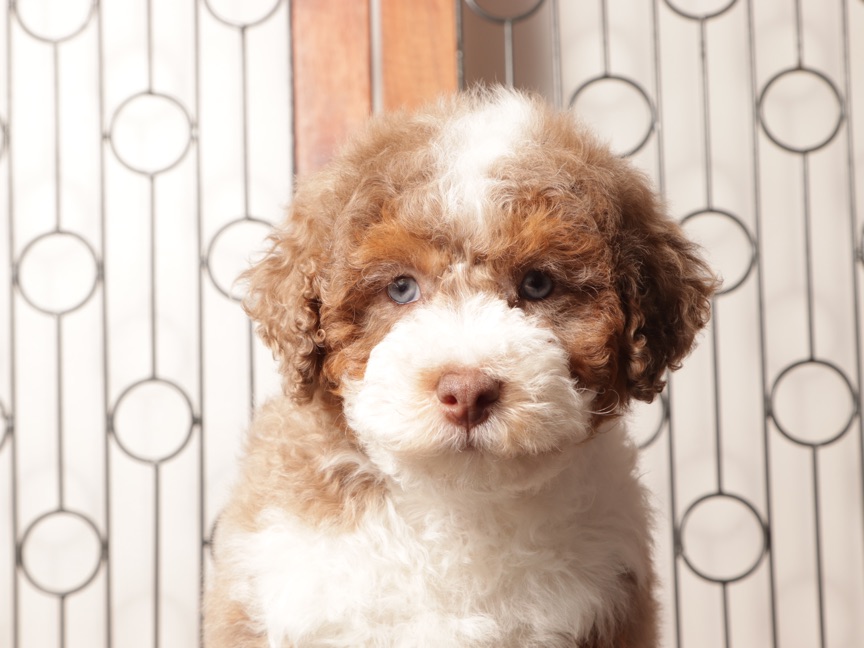 Claire - Red Merle Female Mini Aussie Poo Pupppy - Image 3