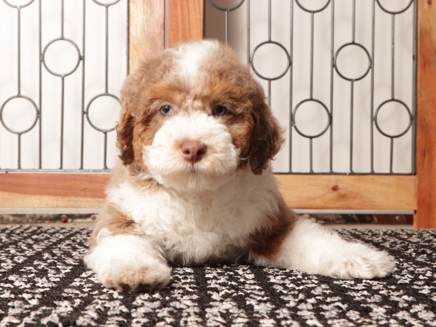 Claire - Red Merle Female Mini Aussie Poo Pupppy - Image 4