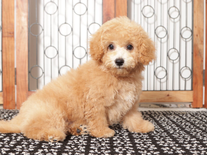 Cody-  Wonderful Red male Poochon Pupp