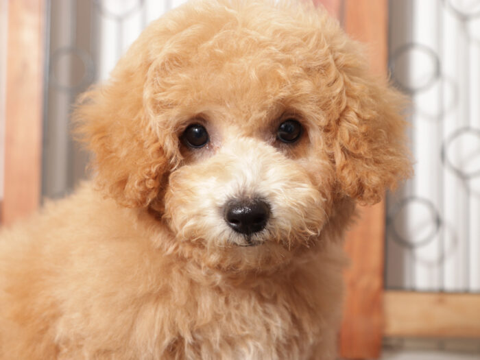 Cody-  Wonderful Red male Poochon Pupp - Image 3