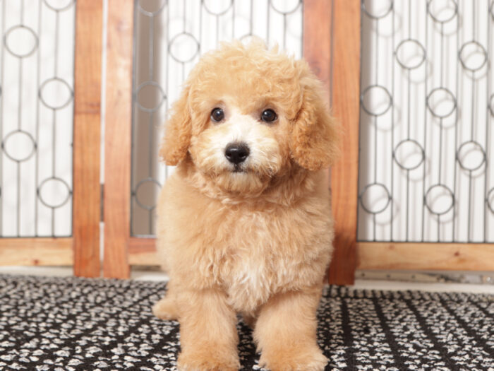 Cody-  Wonderful Red male Poochon Pupp - Image 4
