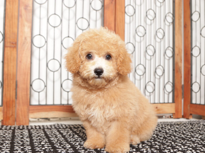 Cody-  Wonderful Red male Poochon Pupp - Image 5