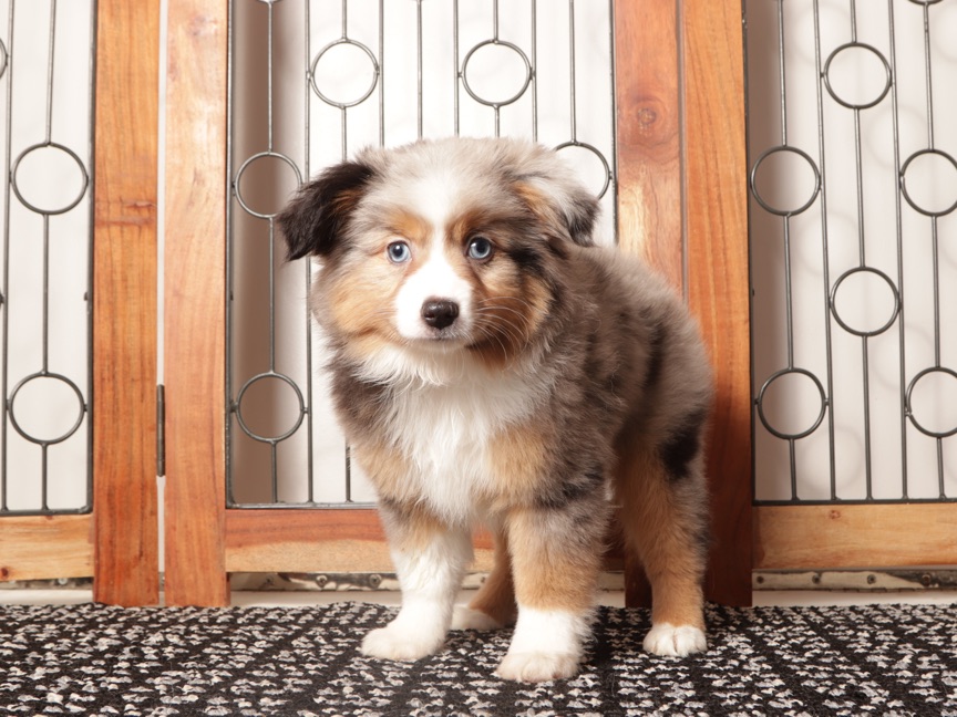 Daisy - Beautiful Blue Merle female Mini Aussie Puppy