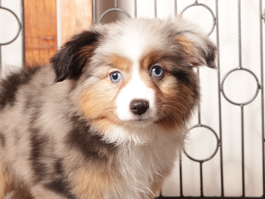 Daisy - Beautiful Blue Merle female Mini Aussie Puppy - Image 2