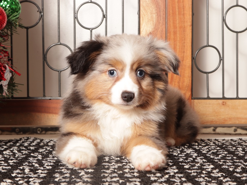 Daisy - Beautiful Blue Merle female Mini Aussie Puppy - Image 3