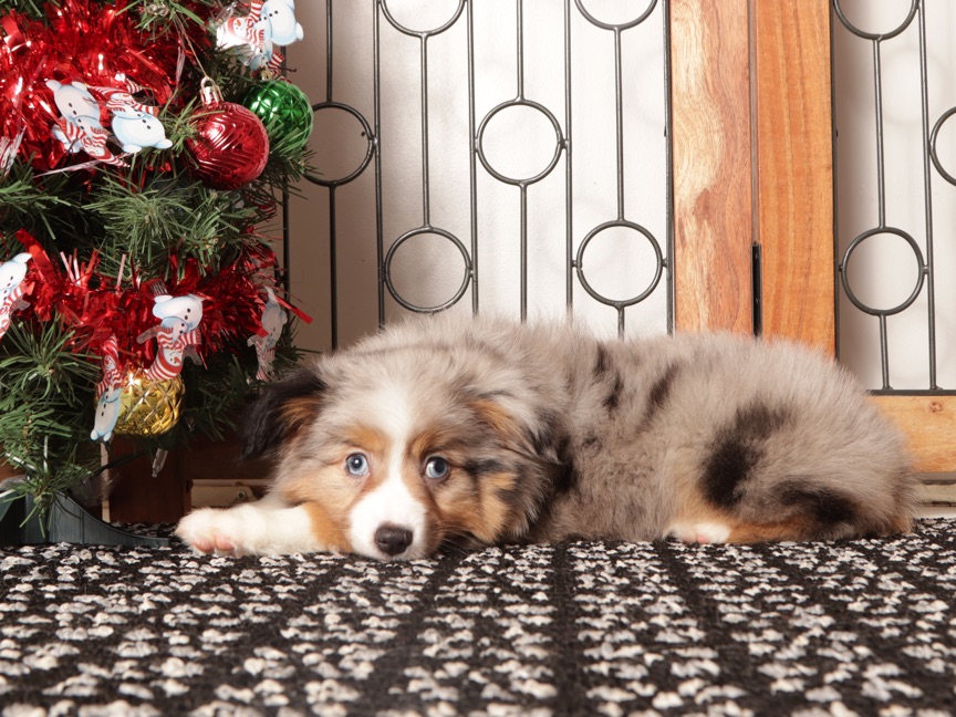 Daisy - Beautiful Blue Merle female Mini Aussie Puppy - Image 4