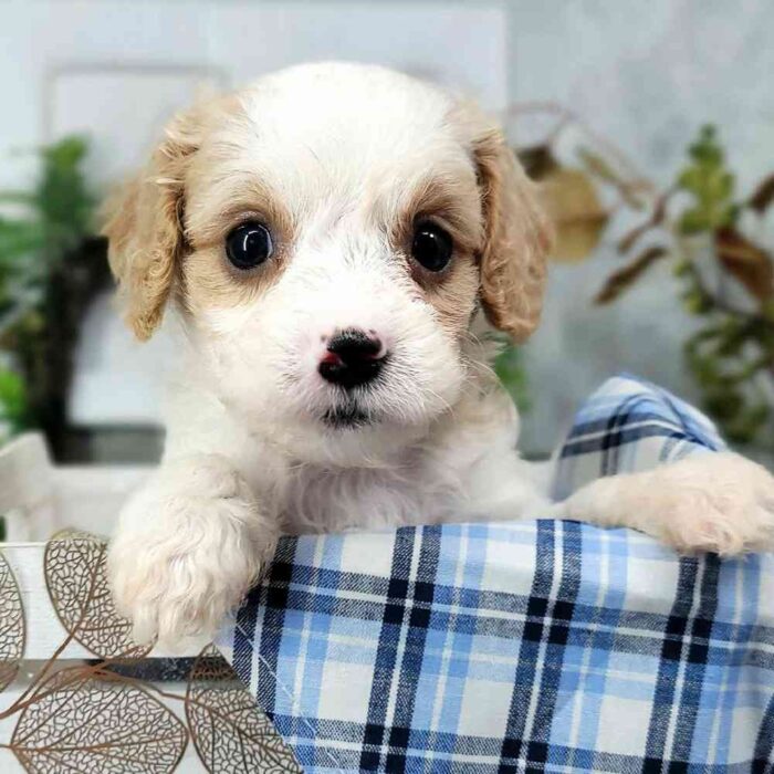 Dan - Male Cavapoo Puppy For Sale