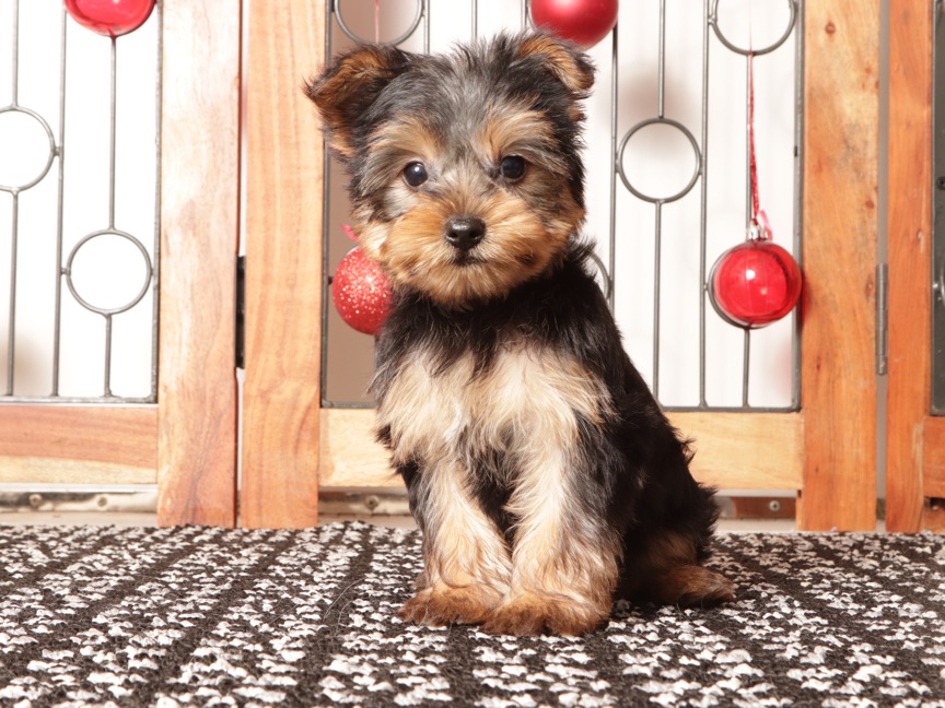Dasher - Cute Little Male ACA Yorkie Puppy