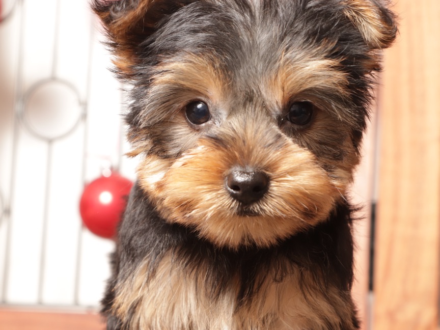 Dasher - Cute Little Male ACA Yorkie Puppy - Image 2