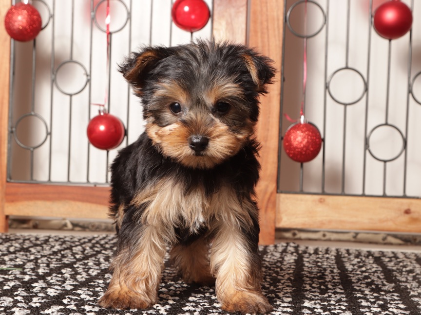Dasher - Cute Little Male ACA Yorkie Puppy - Image 3
