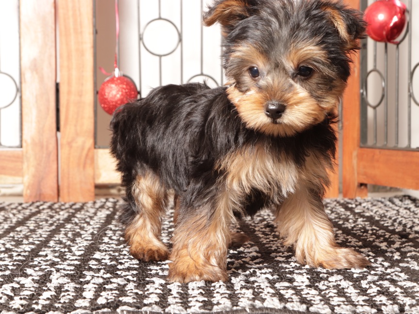 Dasher - Cute Little Male ACA Yorkie Puppy - Image 4