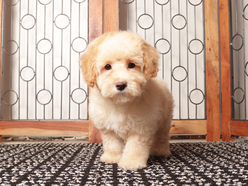 Donald – Cute Male F1B Poochon Puppy