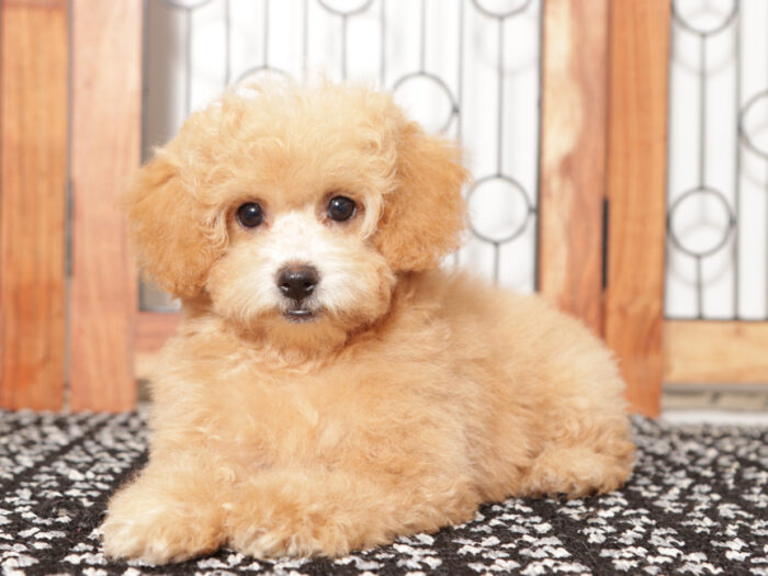 Dot- Sweet female Poochon Puppy for Sale in Florida