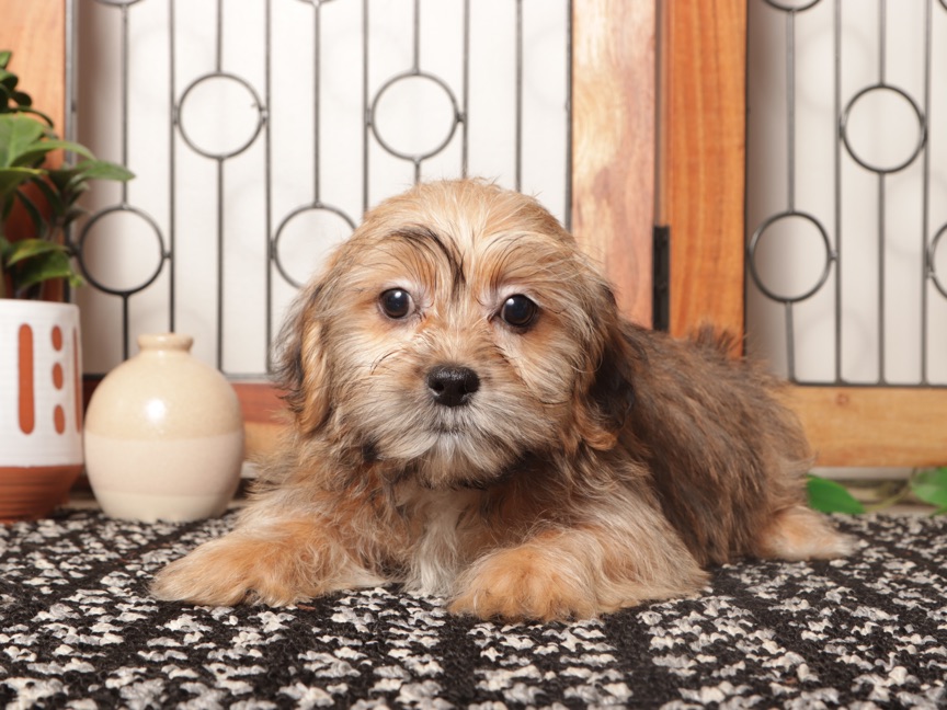 Dot - Adorable Little Brown Female Shorkie Puppy