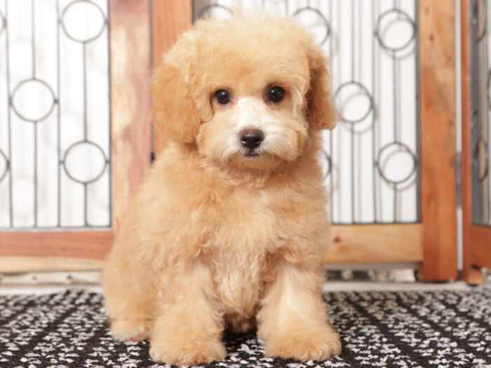 Dot- Sweet female Poochon Puppy for Sale in Florida - Image 3