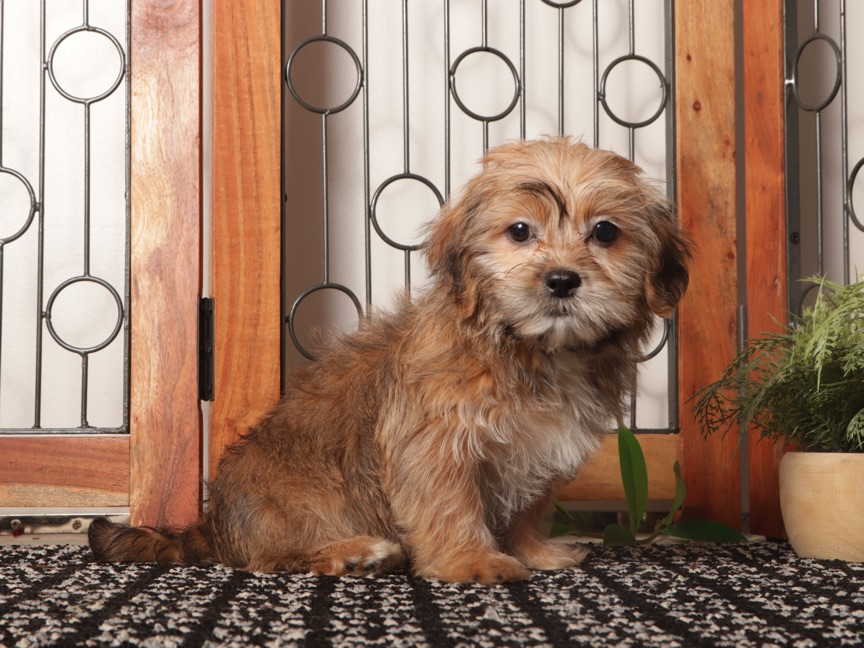 Dot - Adorable Little Brown Female Shorkie Puppy - Image 3