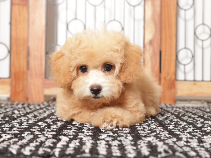 Dot- Sweet female Poochon Puppy for Sale in Florida - Image 4