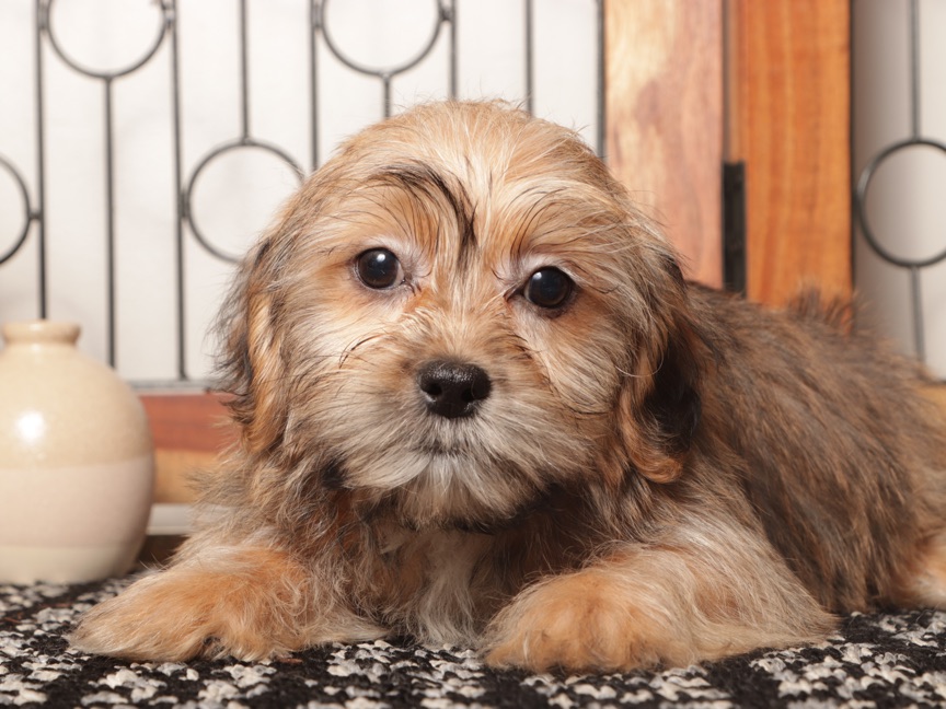 Dot - Adorable Little Brown Female Shorkie Puppy - Image 4