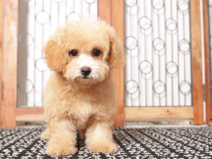 Dot- Sweet female Poochon Puppy for Sale in Florida - Image 5