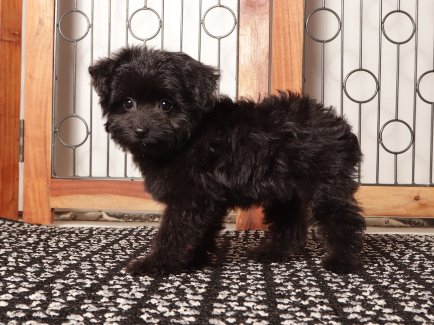 Emma - Adorable Female Toy Aussie Poo - Image 3