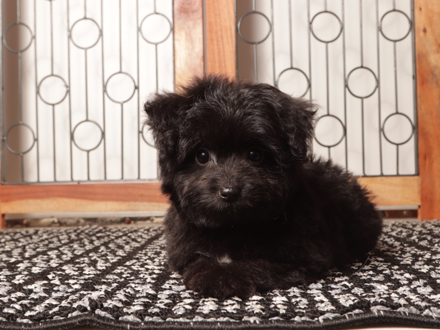 Emma - Adorable Female Toy Aussie Poo - Image 4