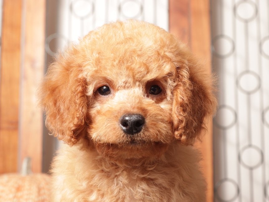 Ernie- Handsome Male Mini Goldendoodle Puppy- F1B