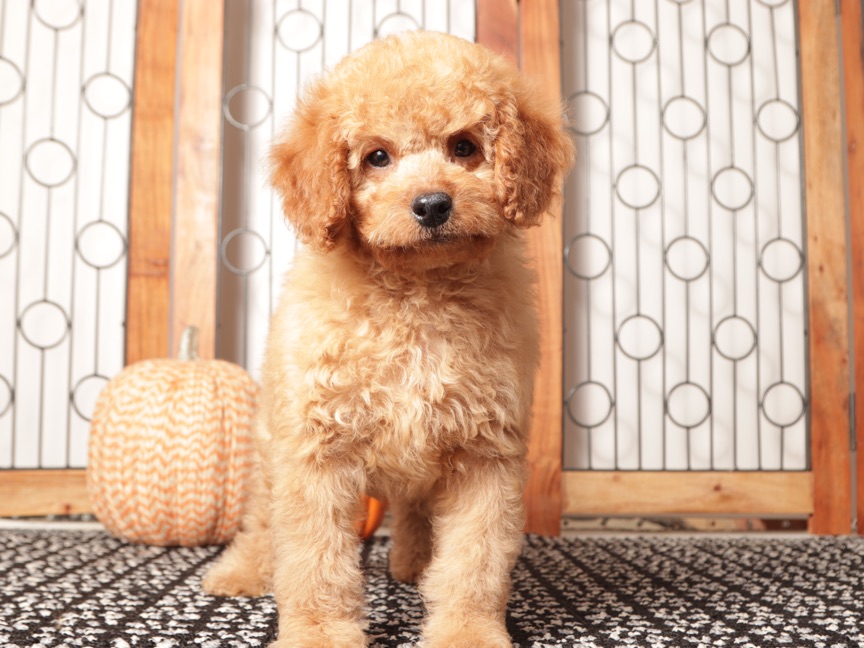 Ernie- Handsome Male Mini Goldendoodle Puppy- F1B - Image 3