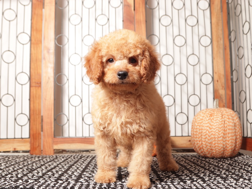 Ernie- Handsome Male Mini Goldendoodle Puppy- F1B - Image 2