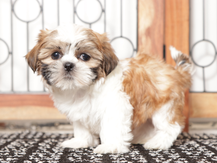 And White Ideal Weight For Maltese Shih Tzu Maltese Dog Breed