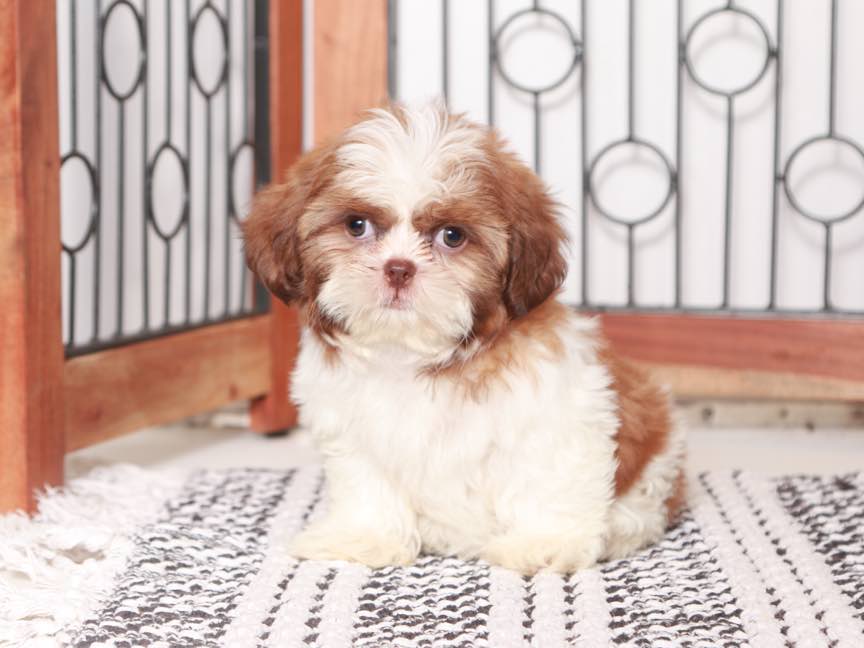 Evelyn- Sweet Little female Shih Tzu Puppy For Sale - Image 2