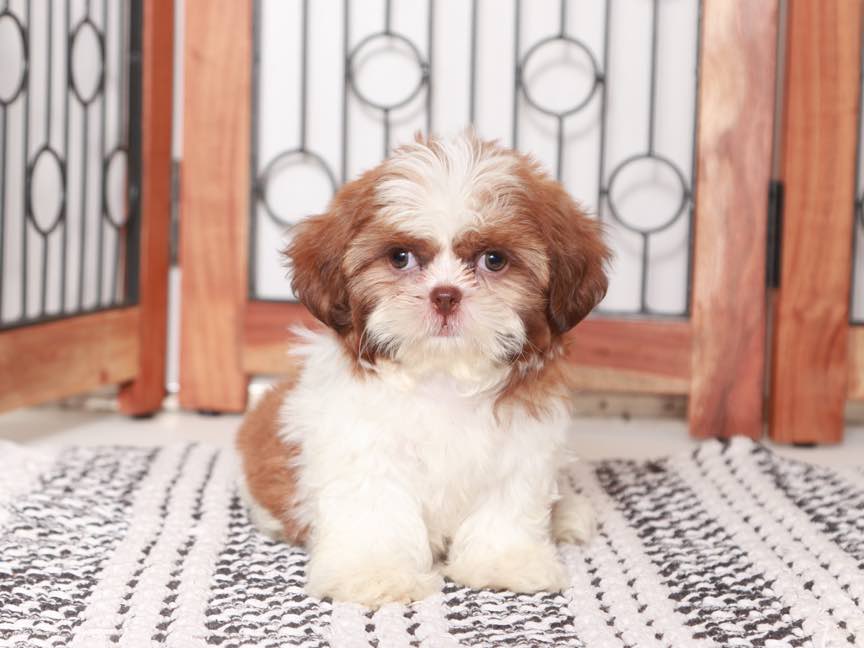 Evelyn- Sweet Little female Shih Tzu Puppy For Sale