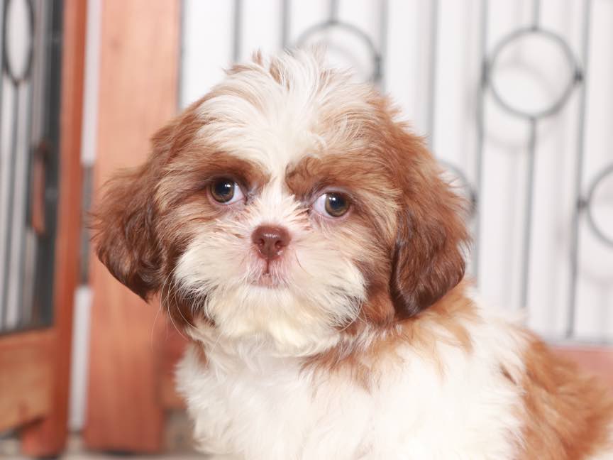 Evelyn- Sweet Little female Shih Tzu Puppy For Sale - Image 4