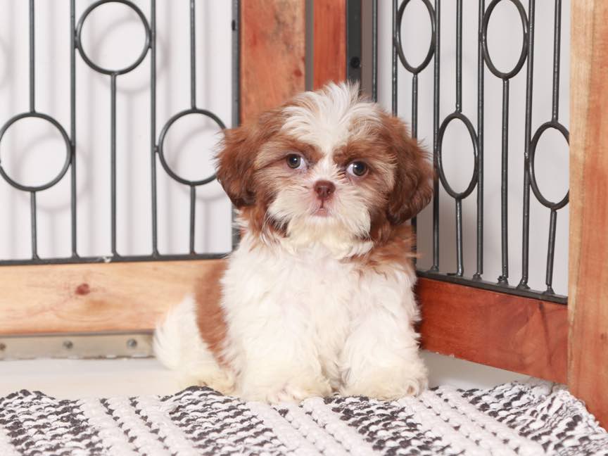 Evelyn- Sweet Little female Shih Tzu Puppy For Sale - Image 3
