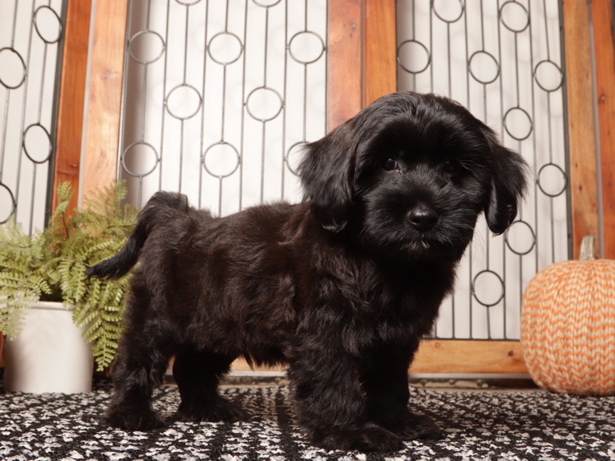 Forest - Spunky Male Yorkie Poo Puppy