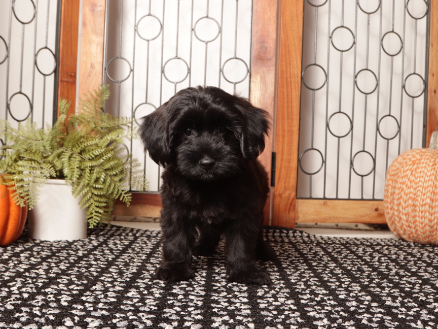 Forest - Spunky Male Yorkie Poo Puppy - Image 2