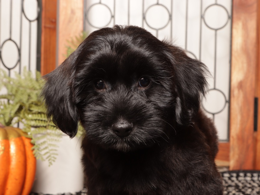 Forest - Spunky Male Yorkie Poo Puppy - Image 3