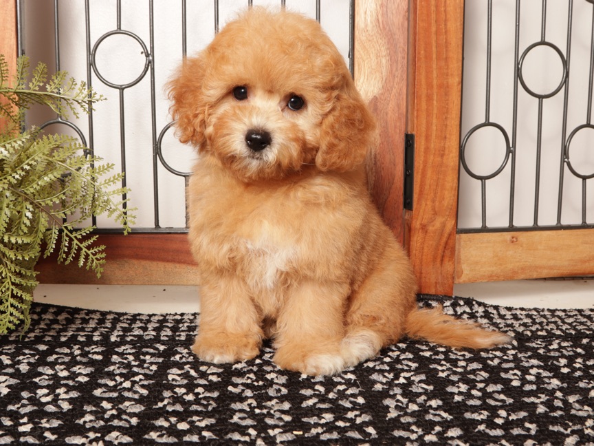 Freya – Red F1b Female Cavapoo Puppy For Sale