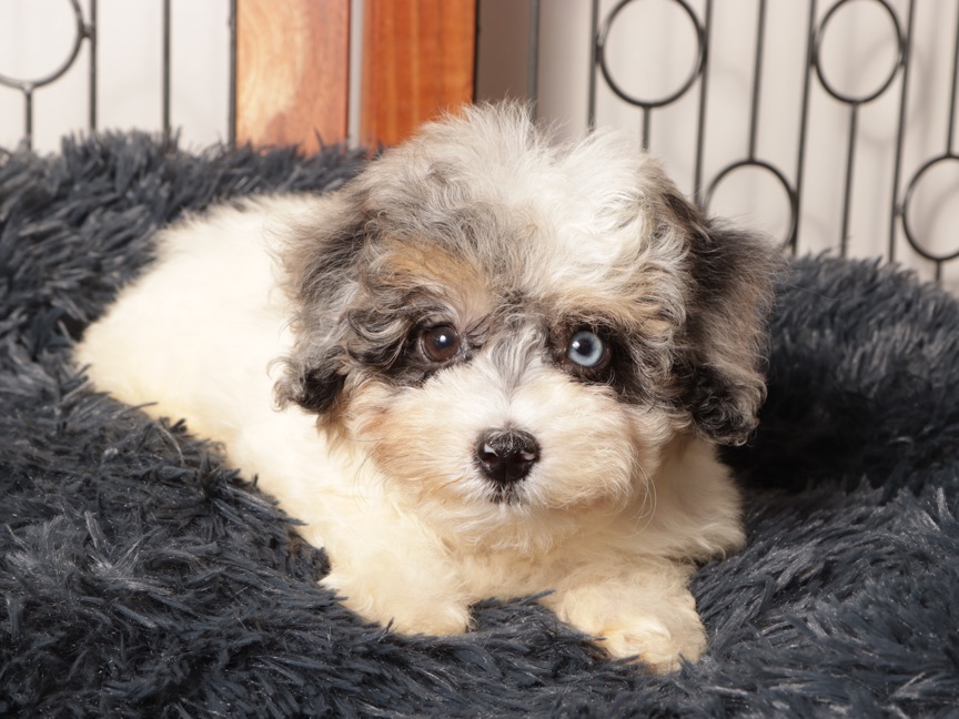 Gigi - Beautiful Female F1B Aussiepoo