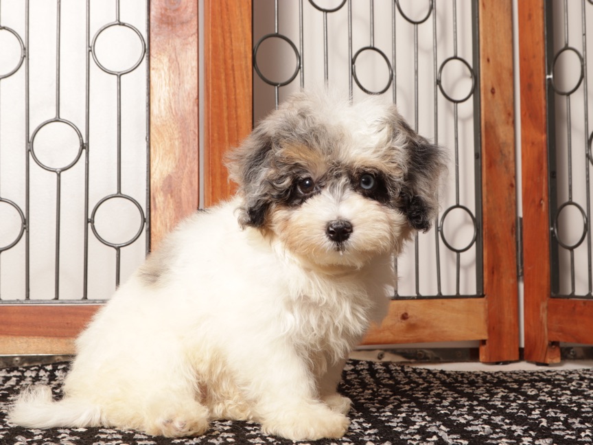 Gigi - Beautiful Female F1B Aussiepoo - Image 2